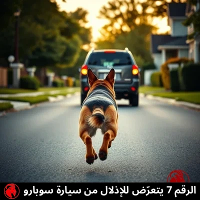 كلب راعٍ ألماني مصوَّر من الخلف في منتصف قفزة يقترب من المصدّ الخلفي لسيارة ستيشن واغن مبتعدة في شارع سكني، تعليق الميم: الرقم 7 يُهان على يد سوبارو